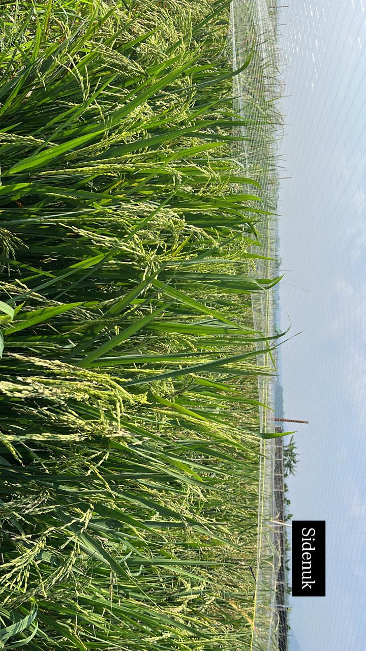 Tanaman Padi Varietas Inpari Sidenuk